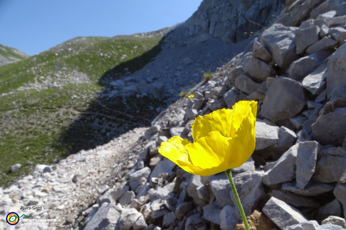 32 Papaver rhaeticum (Papavero dorato) sui macereti del Mandrone.JPG